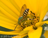  Brown-winged Striped-Sweat bee (male)