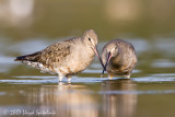 Hudsonian Godwit