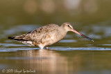 Hudsonian Godwit