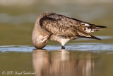 Hudsonian Godwit