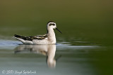 Red-necked Phalarope