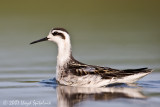 Red-necked Phalarope