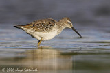 Stilt Sandpiper