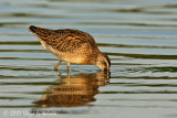 Short-billed Dowitcher