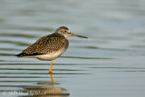 Greater Yellowlegs (juvenile)