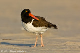 American Oystercatcher