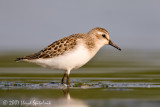 Semipalmated Sandpiper (juvenile)