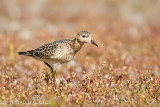 Buff-breasted Sandpiper