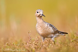 Buff-breasted Sandpiper