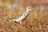Buff-breasted Sandpiper