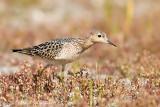 Buff-breasted Sandpiper