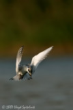 Forsters Tern