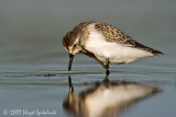 Semipalmated Sandpiper