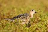 Buff-breasted Sandpiper