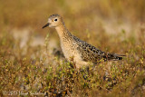 Buff-breasted Sandpiper