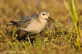 Buff-breasted Sandpiper