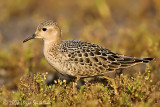 Buff-breasted Sandpiper