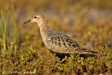 Buff-breasted Sandpiper