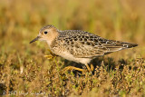 Buff-breasted Sandpiper