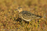Buff-breasted Sandpiper