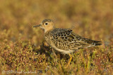 Buff-breasted Sandpiper