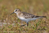 Bairds Sandpiper