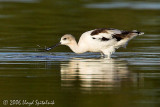 American Avocet