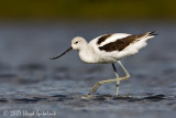 American Avocet