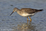 Lesser Yellowlegs