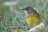 Connecticut Warbler