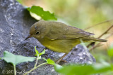 Connecticut Warbler