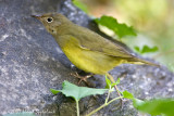 Connecticut Warbler