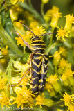 Locust Borer