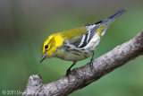 Black-throated Green Warbler (female)