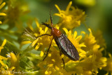 March Fly