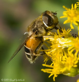 Syrphid (Flower/Hover) Fly (female)