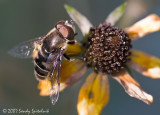 Syrphid (Flower/Hover) Fly (male)