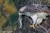 Red-tailed Hawk (Pale Male)