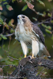Red-tailed Hawk