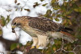Red-tailed Hawk