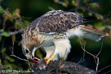 Red-tailed Hawk