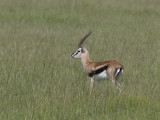 thomsons gazelle