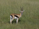 thomsons gazelle