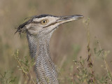 kori bustard