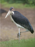 marabou stork