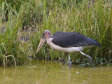 marabou stork