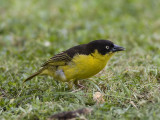 baglafecht weaver