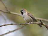 rufous sparrow