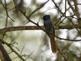 african paradise flycatcher