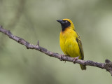 lesser masked weaver